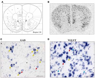 Cell Type-Specific Expression of Corticotropin-Releasing Hormone-Binding Protein in GABAergic Interneurons in the Prefrontal Cortex